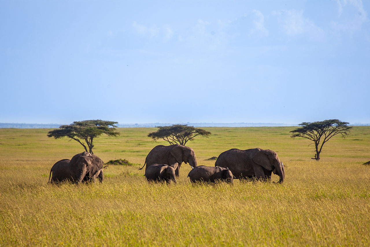 amboseli 2