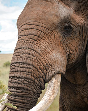 amboseli image gallery 2