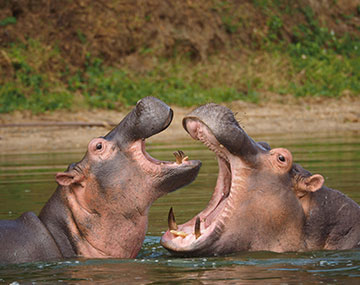 amboseli image gallery 3