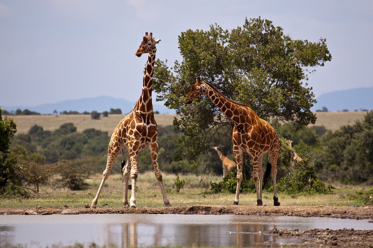 amboseli