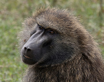 baboon gallery