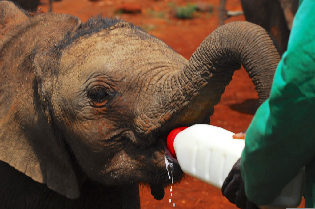 daphne sheldrick elephant orphanage trip package 2