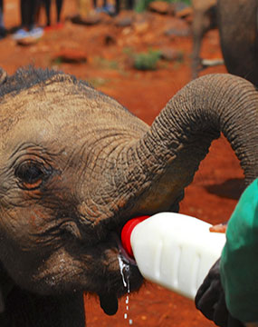 elephant orphanage gallery 2