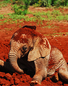 elephant orphanage gallery