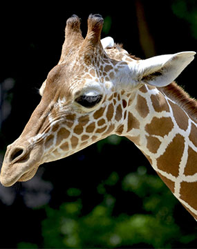 giraffe centre gallery image 3