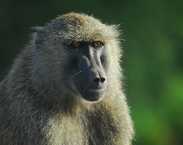 maasai mara gallery 2