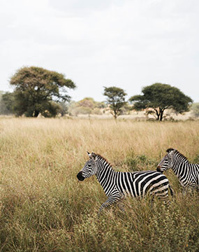 maasai mara gallery 4