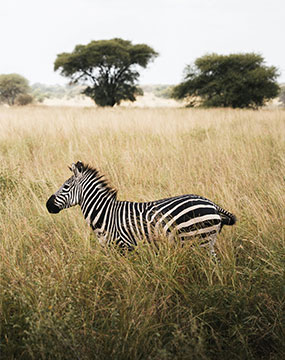 maasai mara gallery 5