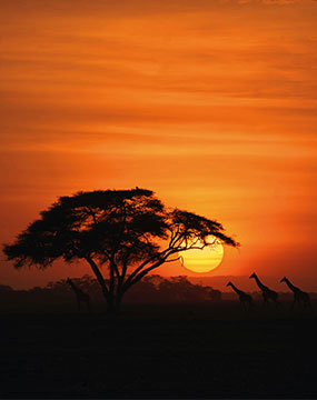 maasai mara image 2