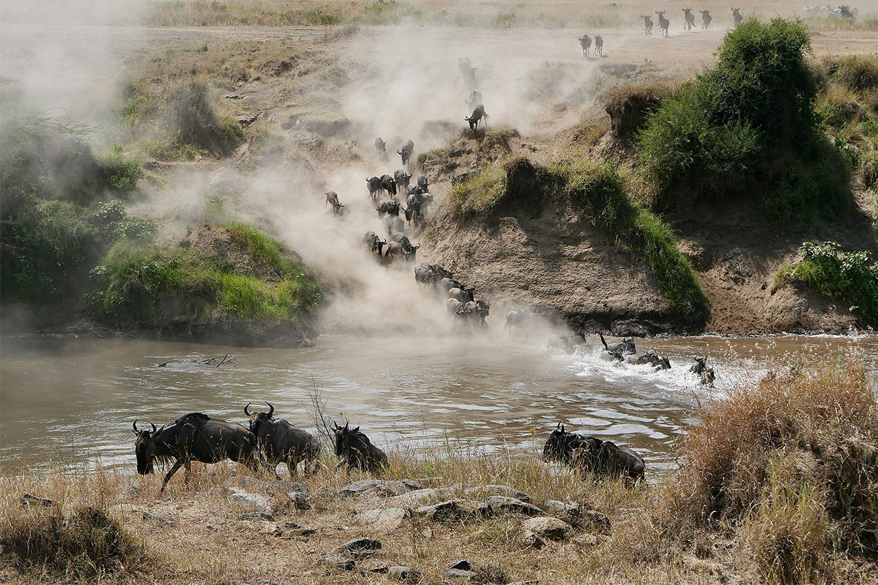maasai mara