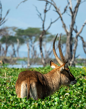 naivasha nakuru image gallery