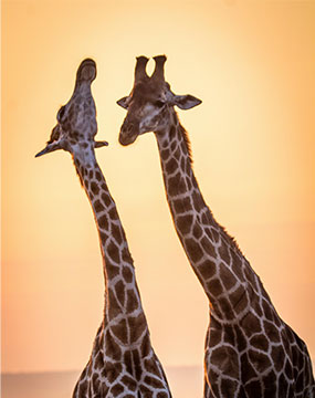 ol pejeta safari gallery image