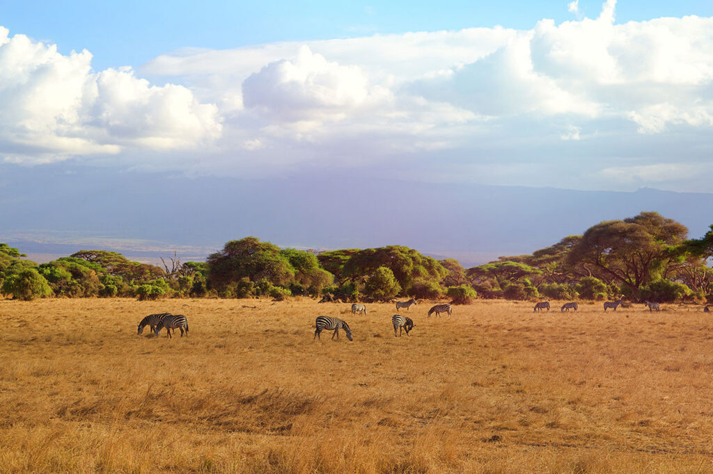 ol pejeta safari image 2