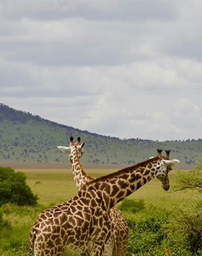 samburu image gallery 1