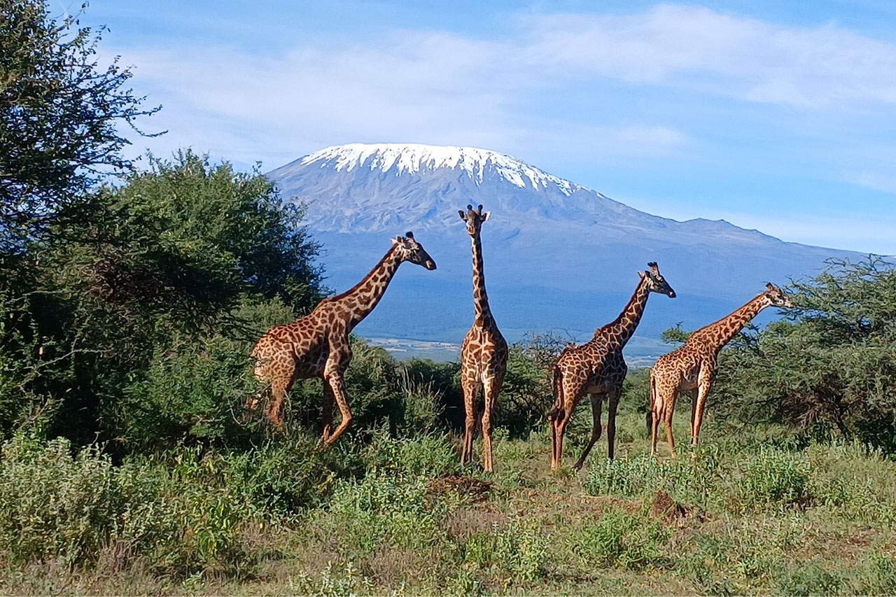 Home 2 day amboseli big tusker safari experience