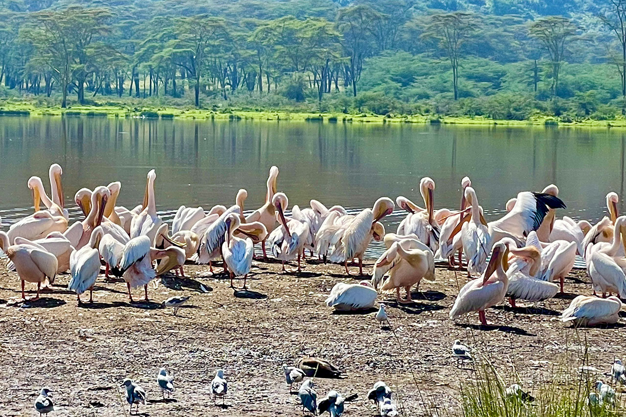 Home 2 day kenya wildlife safari