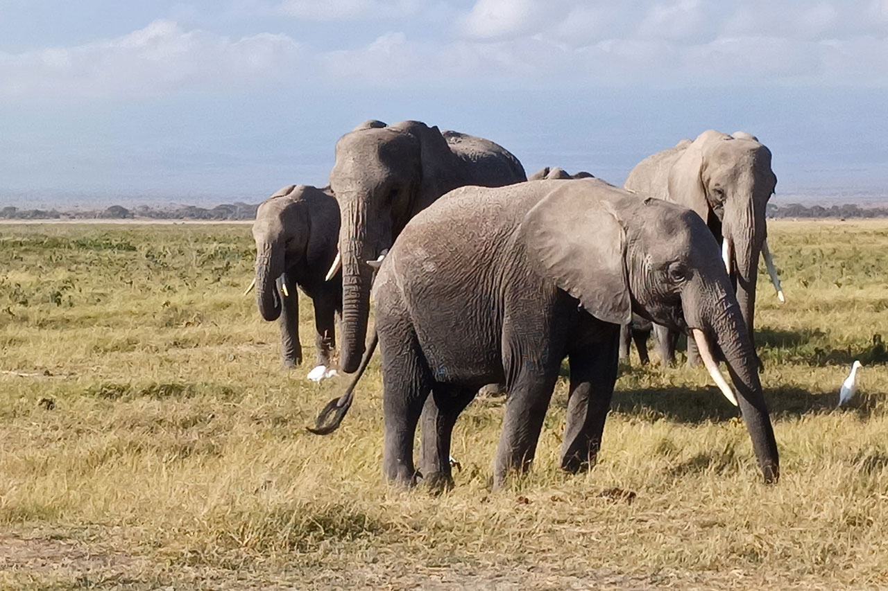 Home 3 day exclusive kenya safari getaway