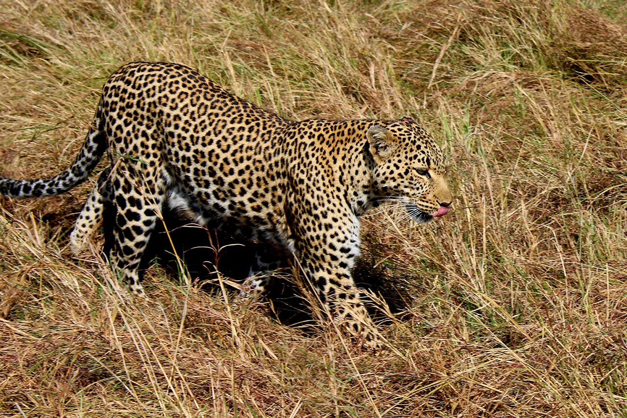 Home 4 days, savannah explorer