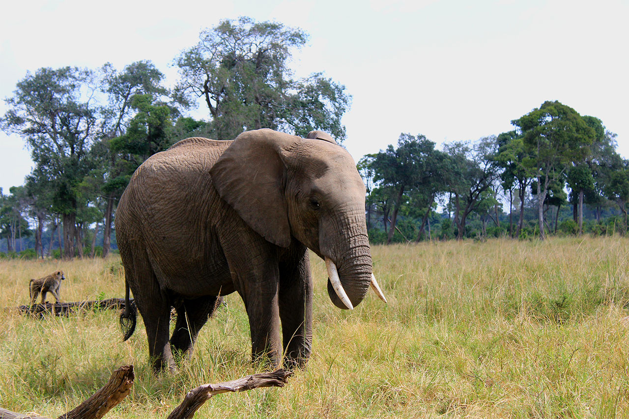 Home 5 days, discover the wild