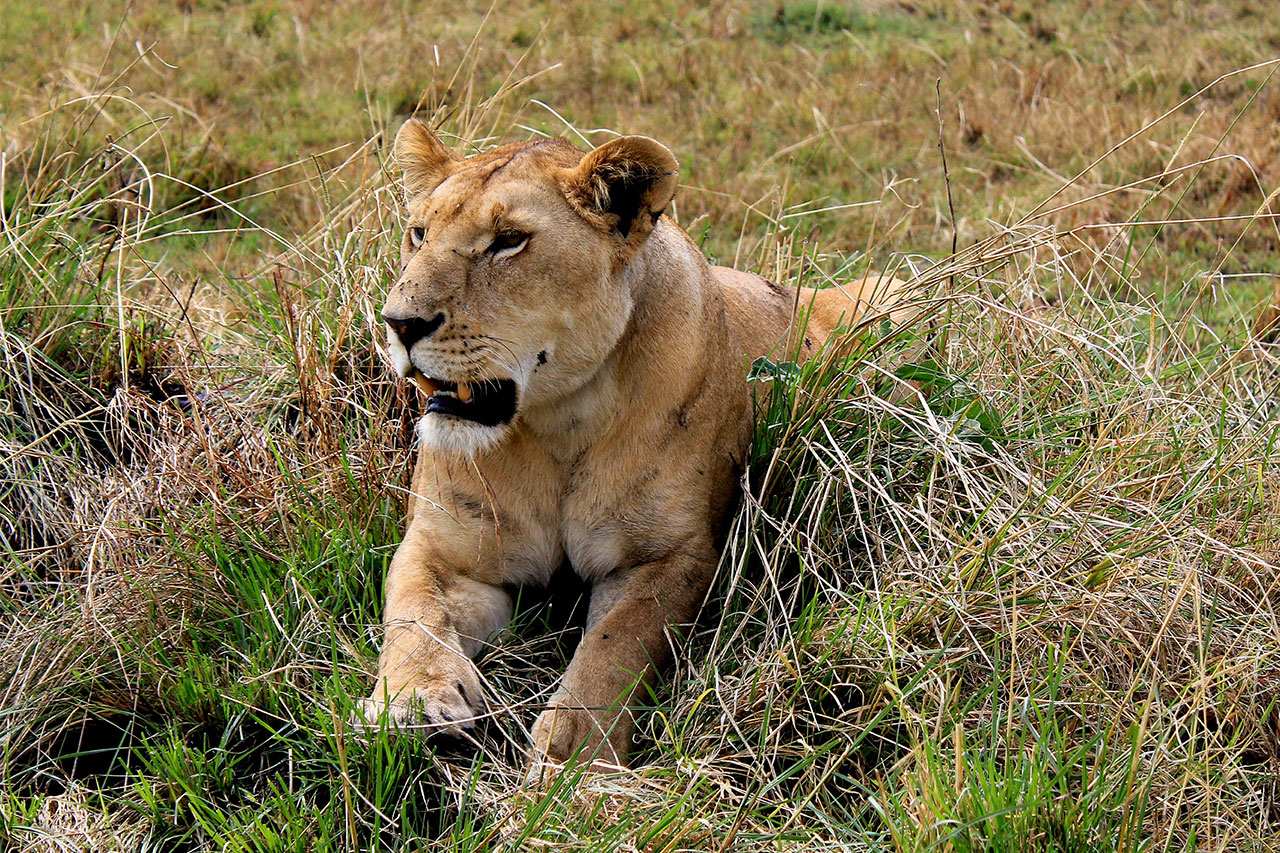 Home 6 day ultimate safari adventure