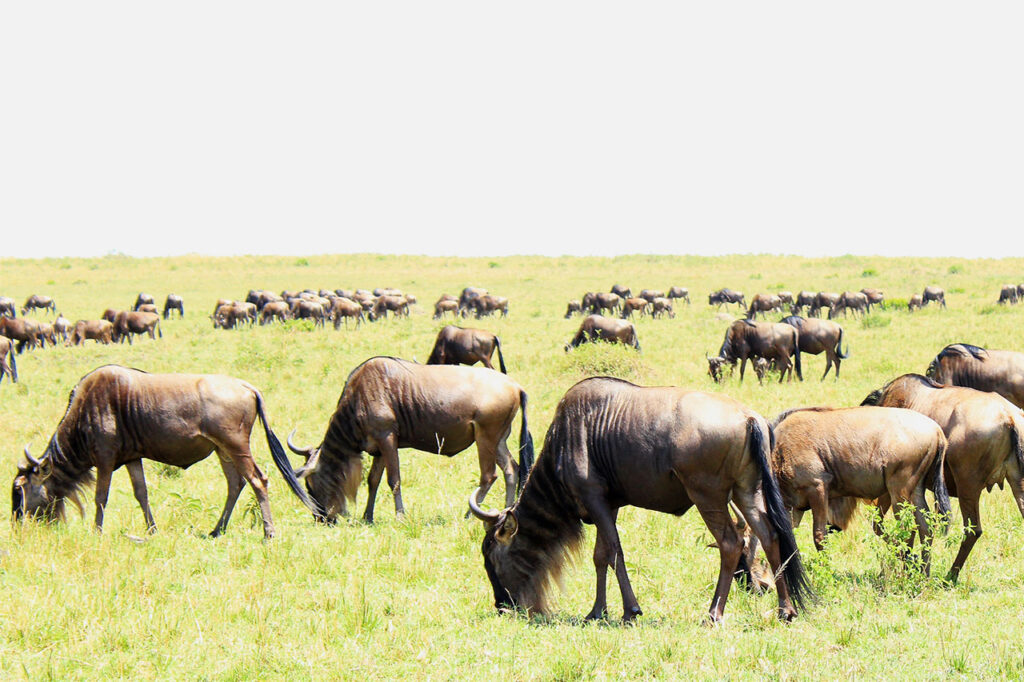 7 days, safari expedition