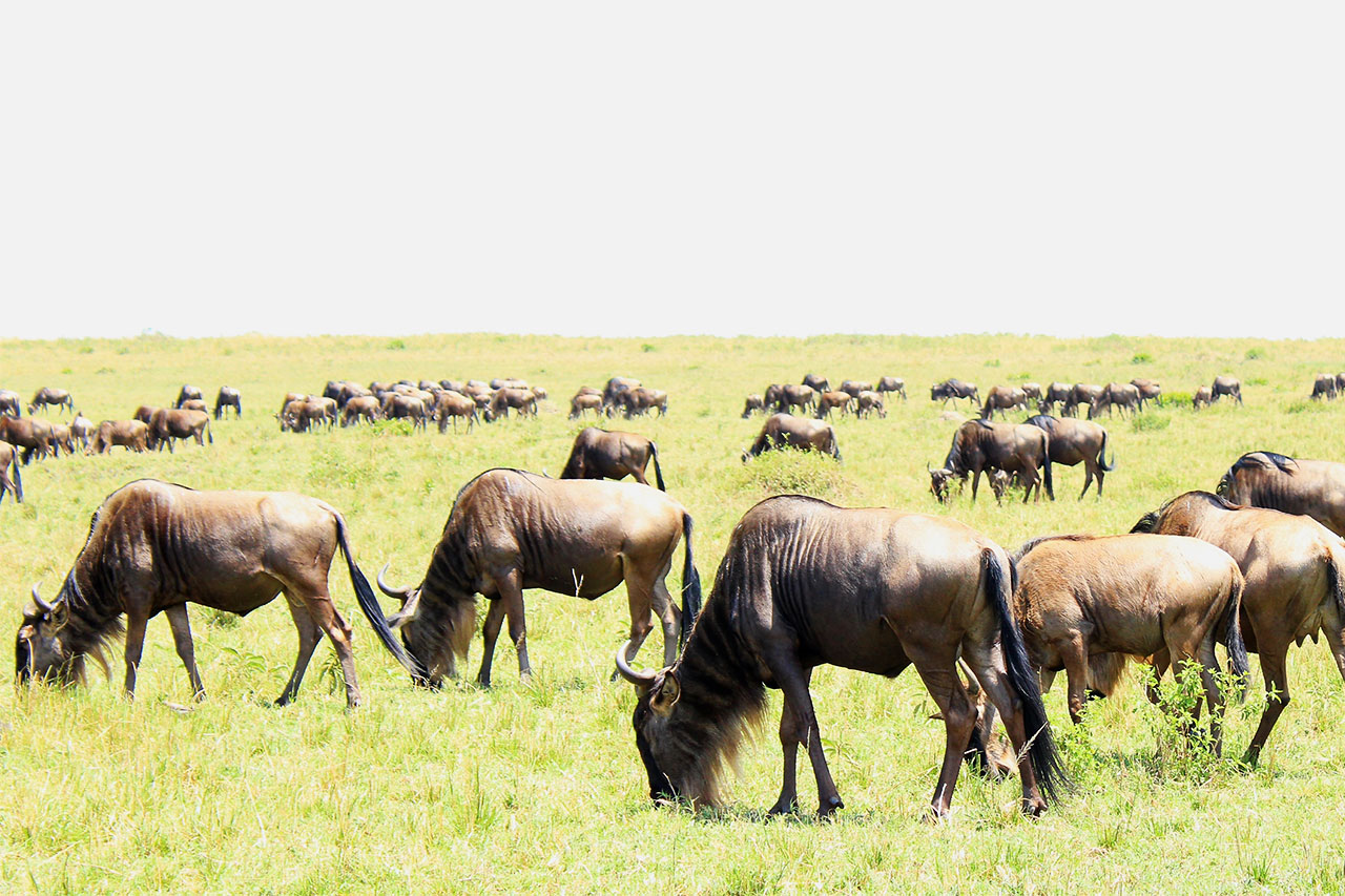 Home 7 days, safari expedition