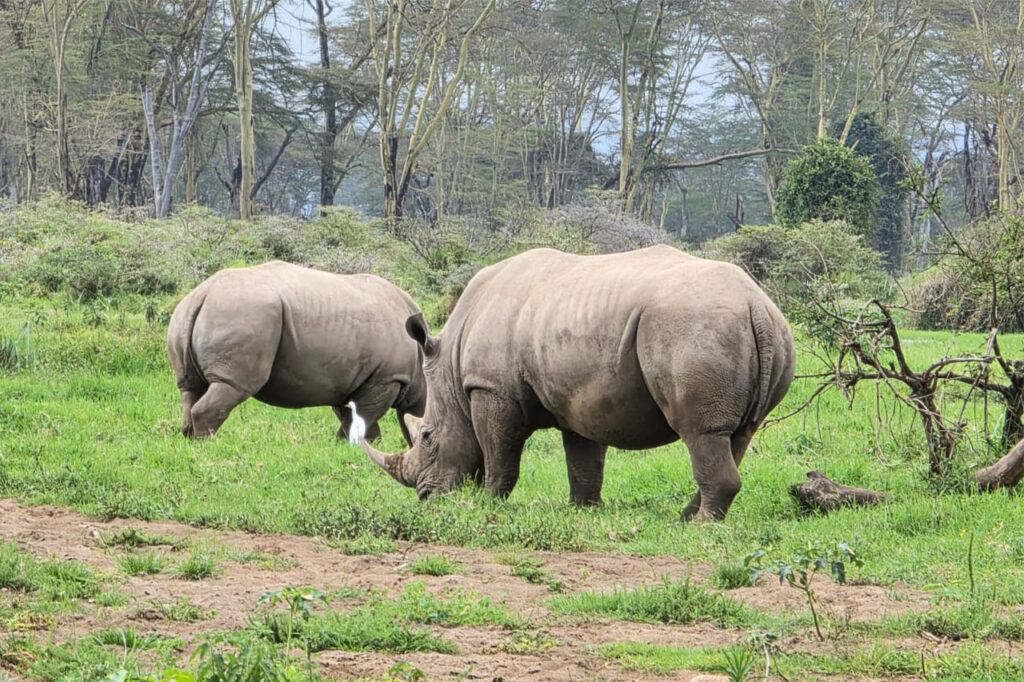 ol pejeta safari tour 2