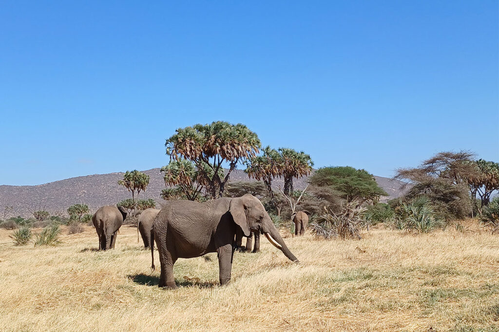tsavo east & west reserve